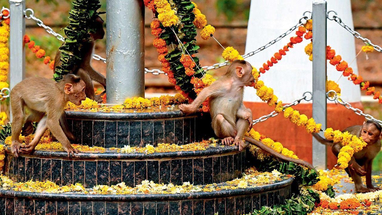 Phool-ing around Phool-ing around